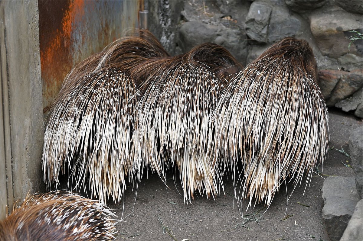 エヴァンゲリオンといえば「ヤマアラシのジレンマって知ってる