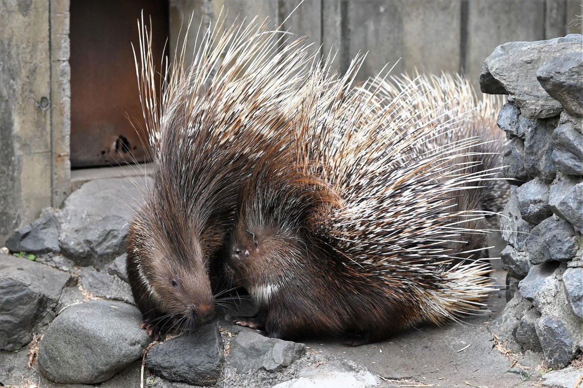 エヴァンゲリオンといえば「ヤマアラシのジレンマって知ってる