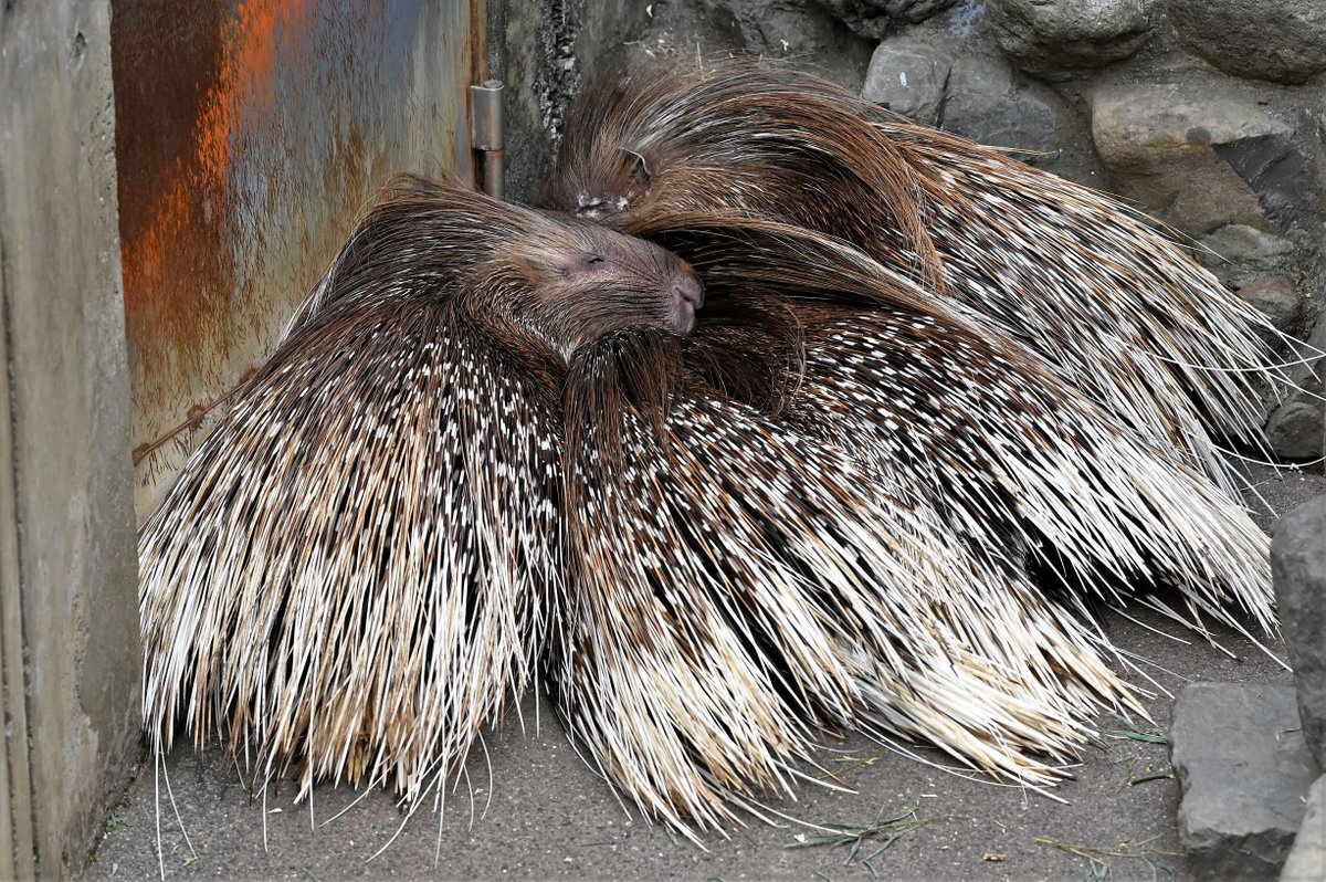 エヴァンゲリオンといえば「ヤマアラシのジレンマって知ってる