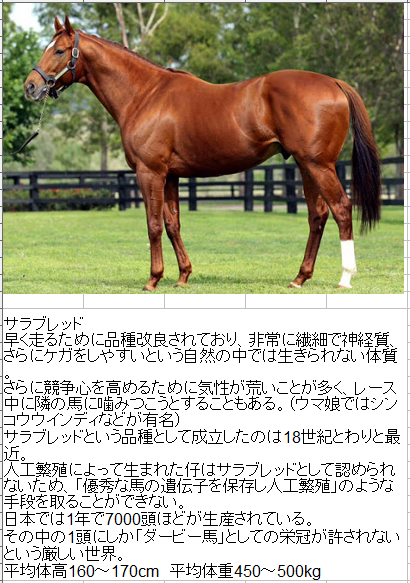 番外編：世界のウマたち サラブレッド以外にも魅力的なウマがいるのでいくつかご紹介 