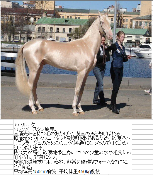 番外編：世界のウマたち サラブレッド以外にも魅力的なウマがいるのでいくつかご紹介 