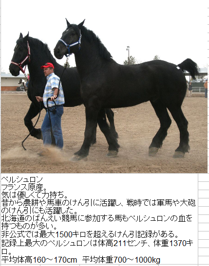 番外編：世界のウマたち サラブレッド以外にも魅力的なウマがいるのでいくつかご紹介 