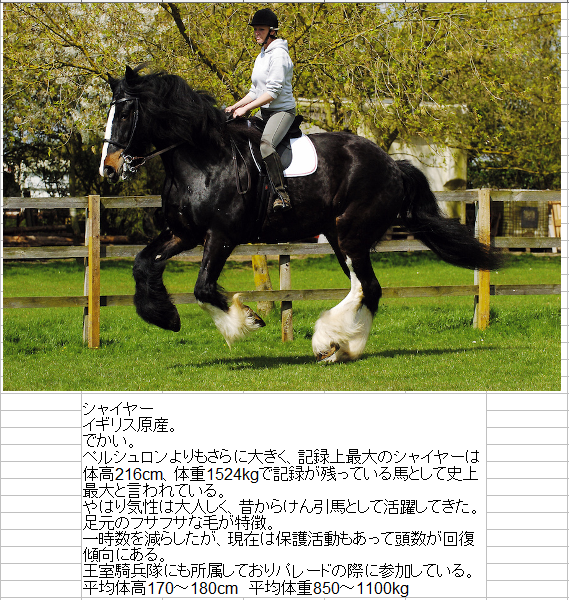 番外編：世界のウマたち サラブレッド以外にも魅力的なウマがいるのでいくつかご紹介 
