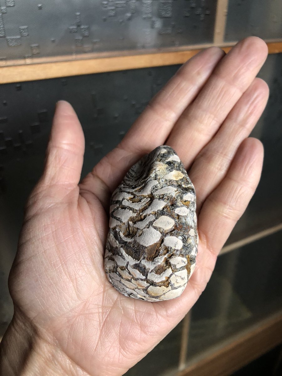 マツボックリの化石だとわかり、皆で大騒ぎしている