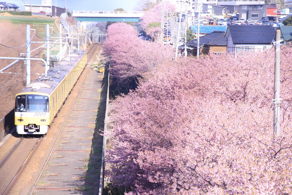 桜と電車いいじゃん！ カメラｶｼｬｰ ん！？ 