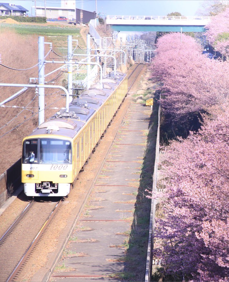 桜と電車いいじゃん！ カメラｶｼｬｰ ん！？ 