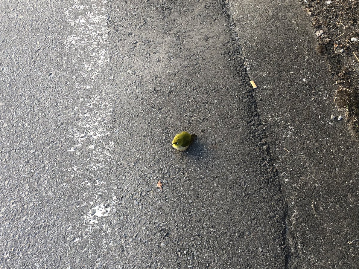 なんか道路に毛玉落ちてるなーーと思ったら緑の丸い鳥だった今日の朝。 