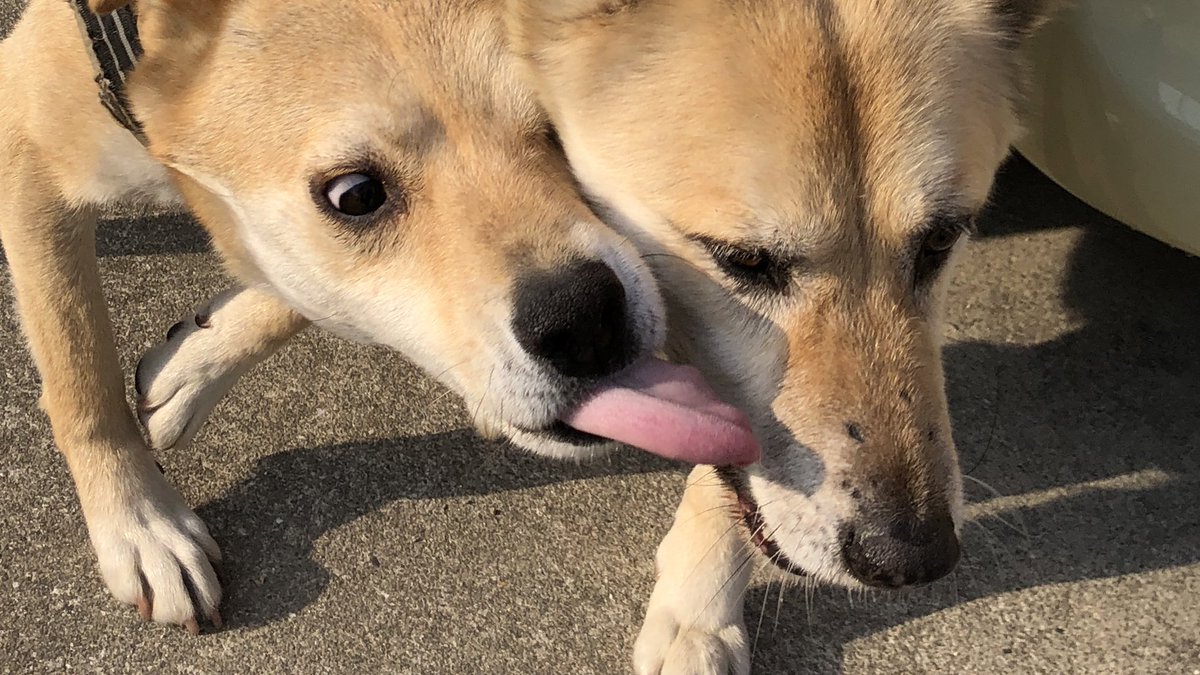 この味はウソをついてる味だぜ… 
