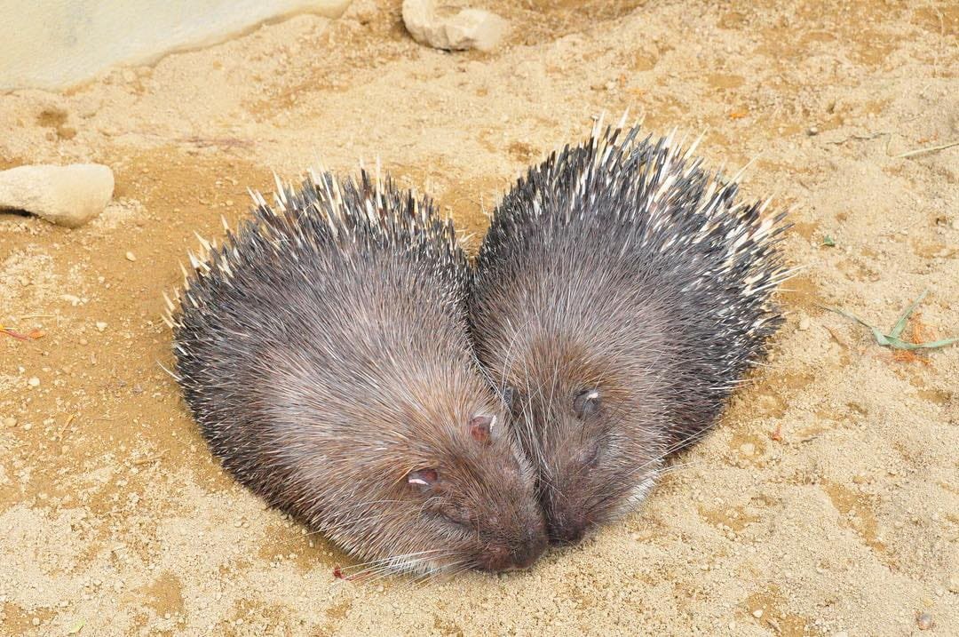 実際はめちゃくちゃ仲が良いヤマアラシのジレンマだいすき 