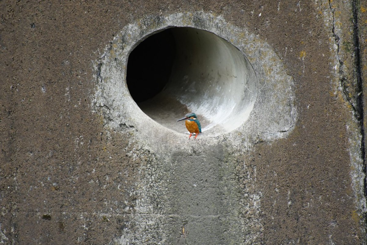 これは排水管で一息ついていたら奥から突然鳩が登場して居場所を追い出されたカワセミ 