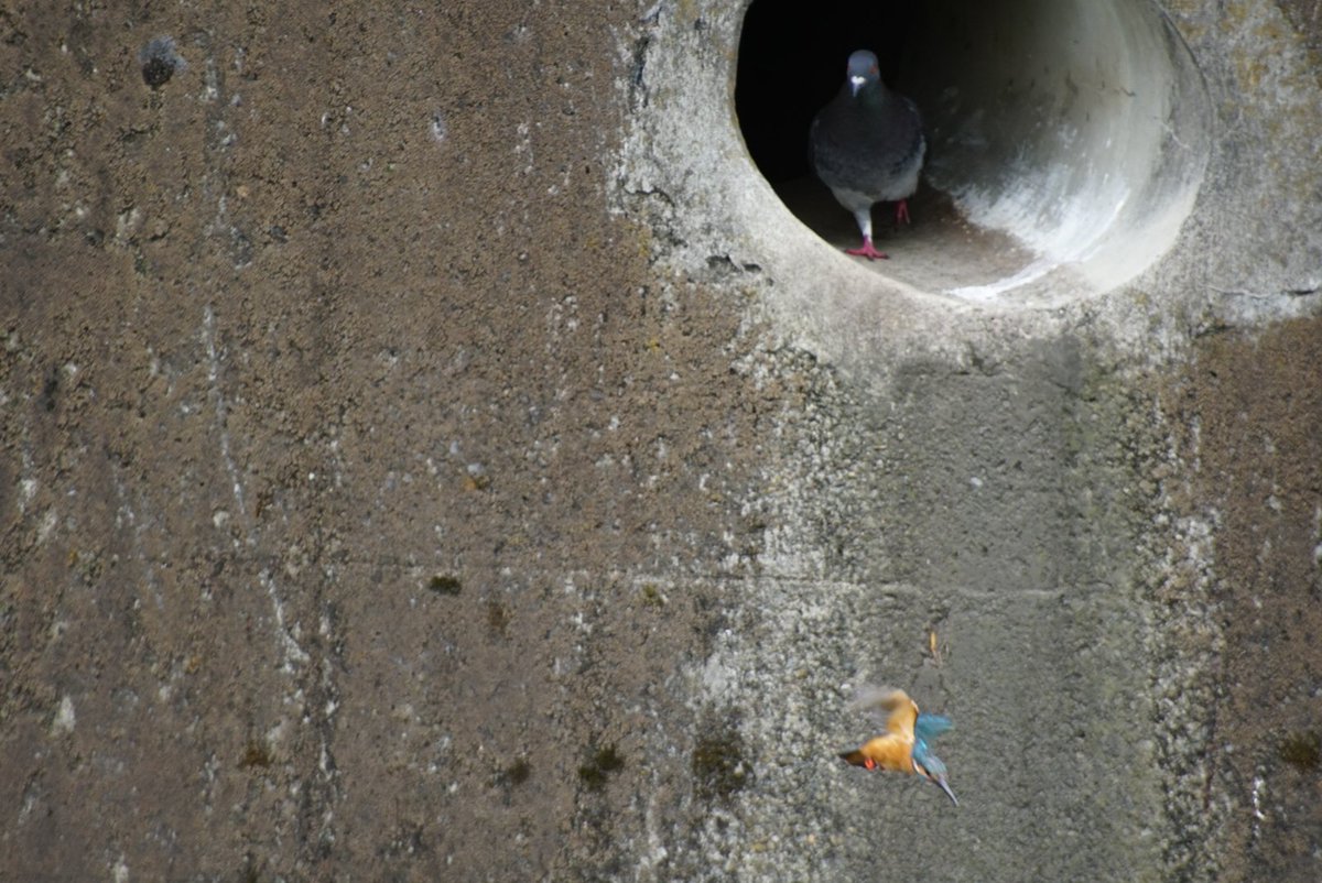 これは排水管で一息ついていたら奥から突然鳩が登場して居場所を追い出されたカワセミ 