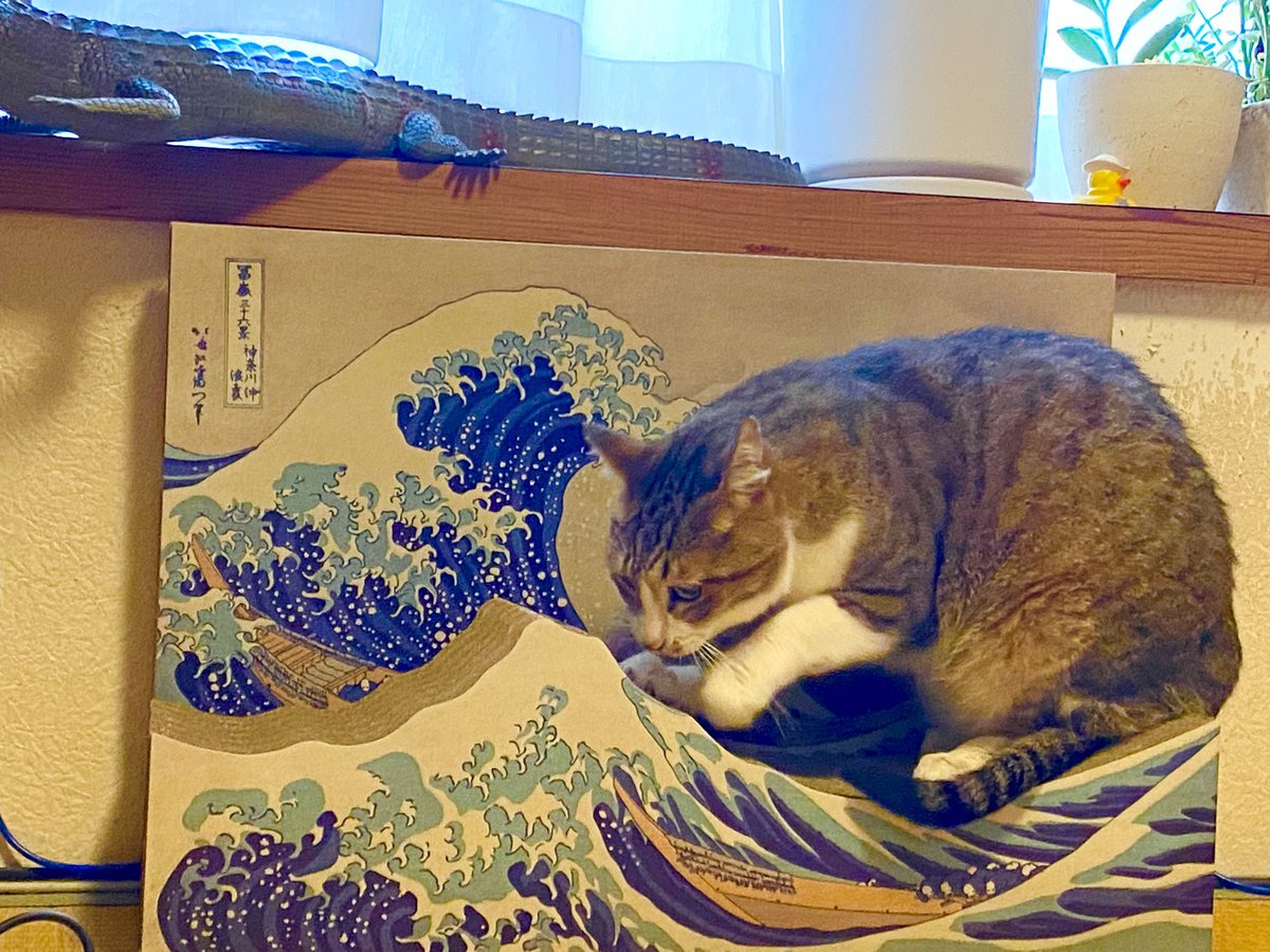  爪研ぎする姿が可愛い… 