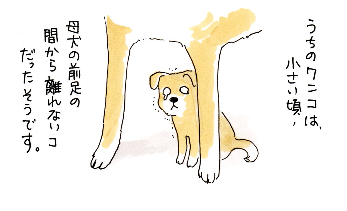 臆病で恥ずかしがり屋のウチのワンコは、17歳になりました