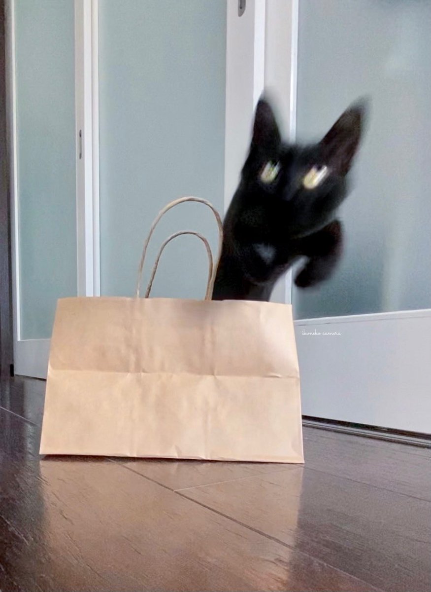 お家に来たての黒豆君。 こんなに元気になるなんて☺️ 