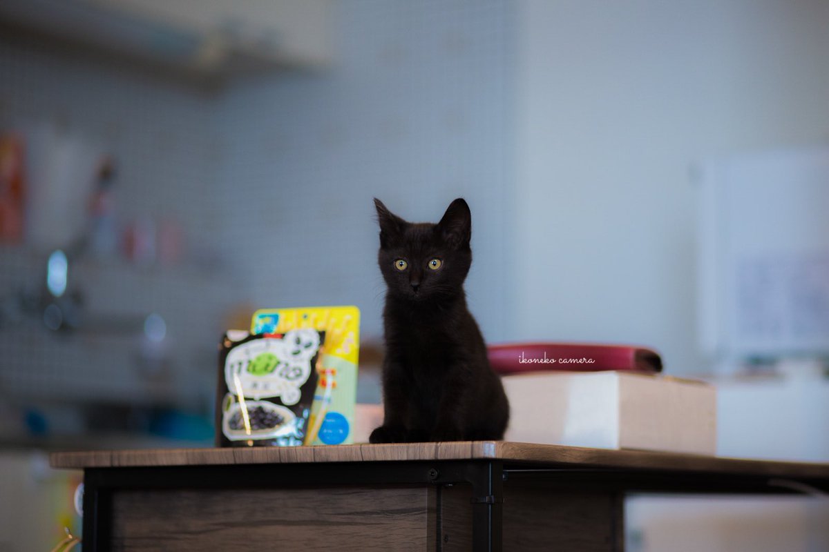 お家に来たての黒豆君。 こんなに元気になるなんて☺️ 