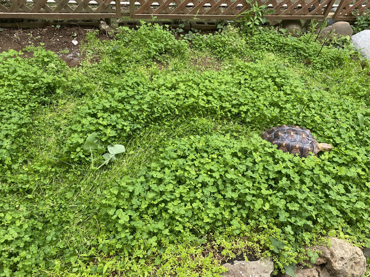 ミステリーサークルの正体わかった 