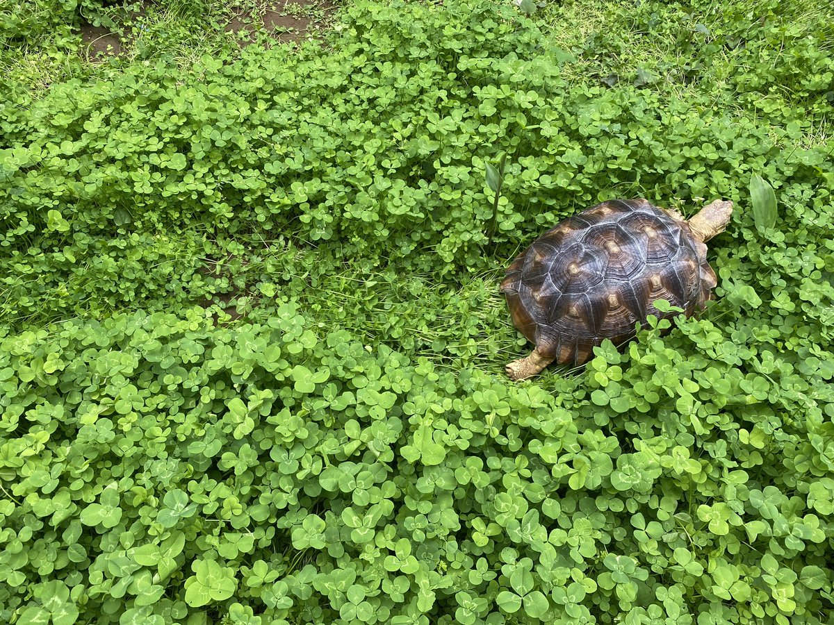 ミステリーサークルの正体わかった 