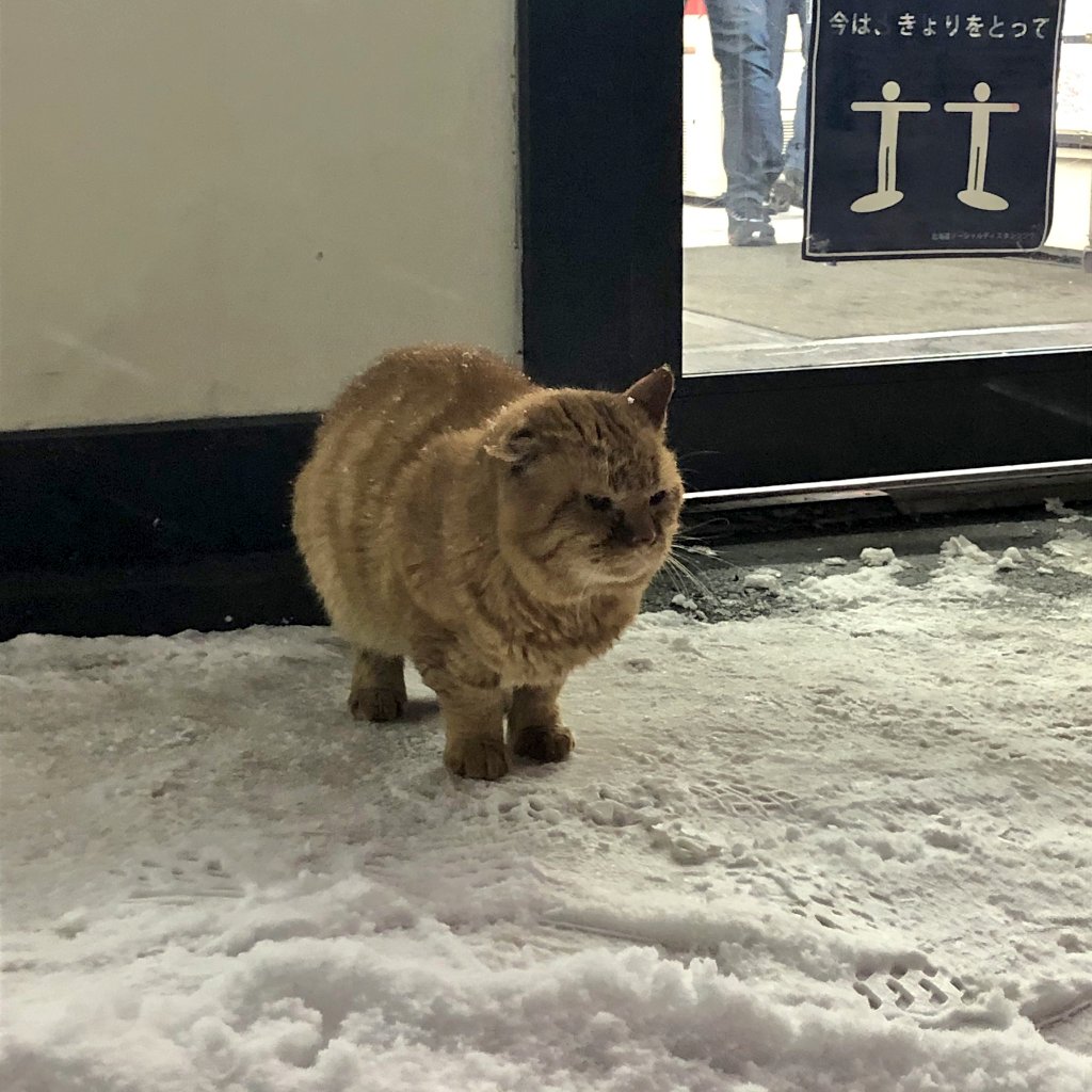 コンビニの前で雪でビショビショになりながらじっと動かす、しばらくして道行く人に『ごはんを下さい』と鳴いて近付いていたそうです😭 