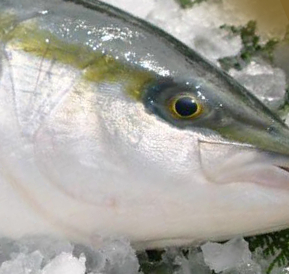 メイドインアビスのイメージボードを見て「え・・・ブリ・・・