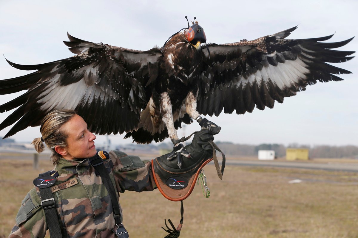 フランス空軍の鷹匠（ドローン狩り） 