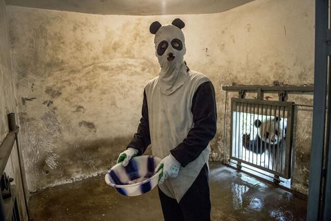 パンダのために、パンダに変装しながら飼育するスタッフ