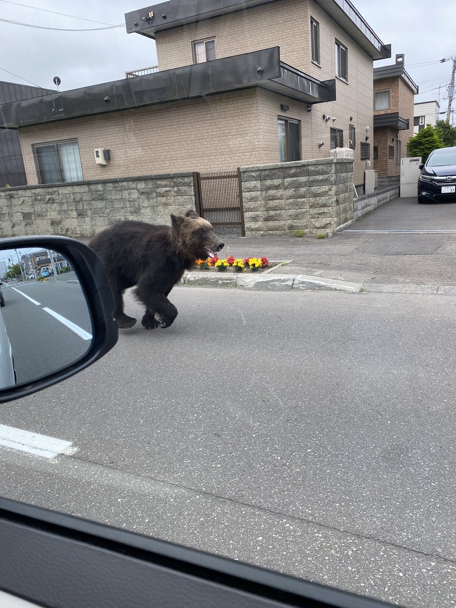子どもの保育園のまん前に出た🐻⚡️子どもは車から見てギャン泣き🥺東区とは聞いてたけど…死ぬかとおもた😂#札幌市東区　#熊出没　#熊 