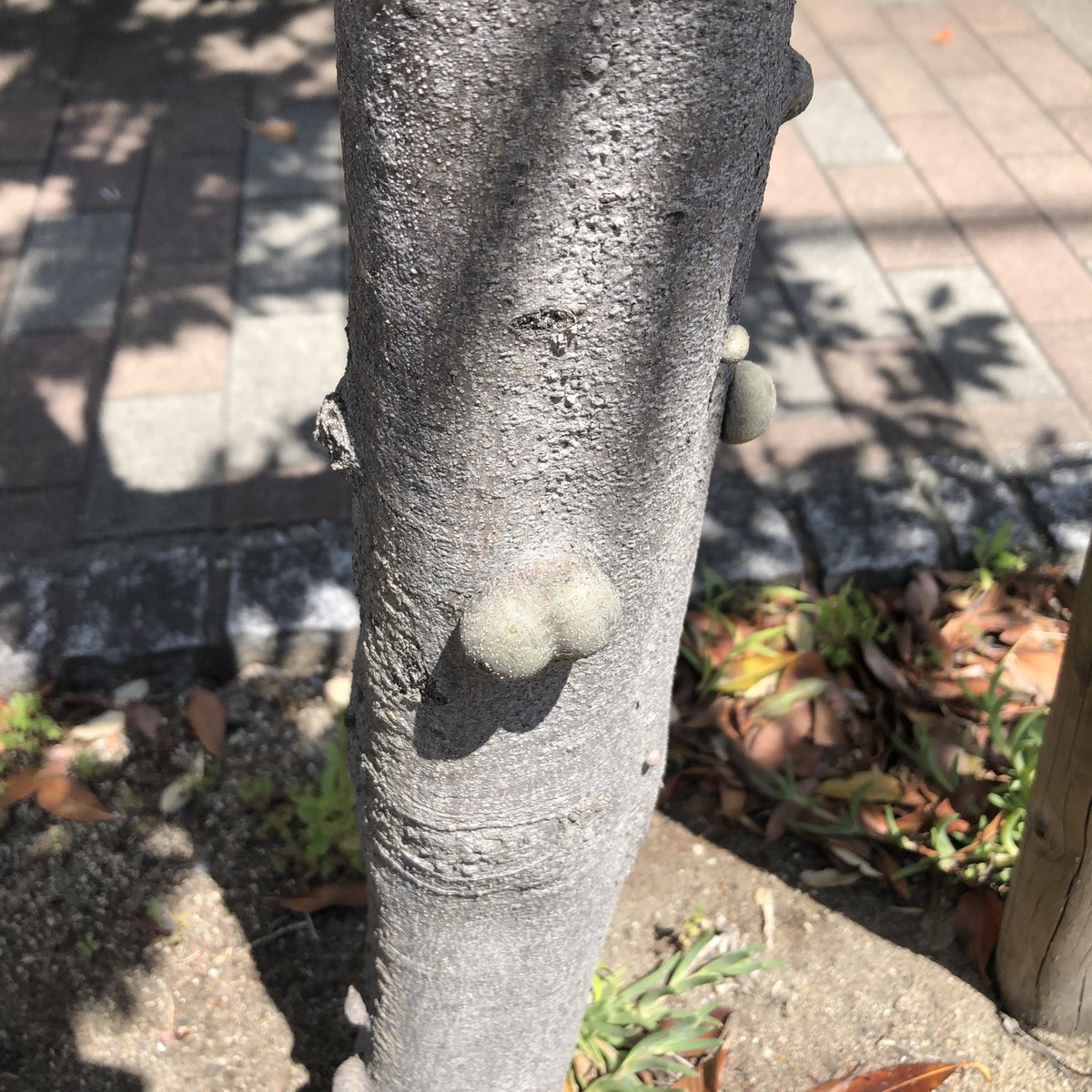 木から猫の金玉みたいなの生えてる 