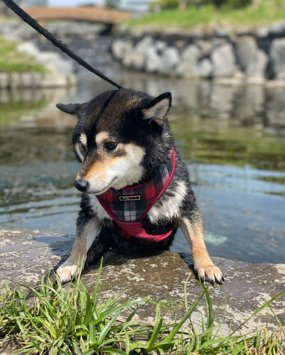 散歩中浅瀬だと思って 思いっきり飛び込んだら 全然深くて後悔してる黒柴 