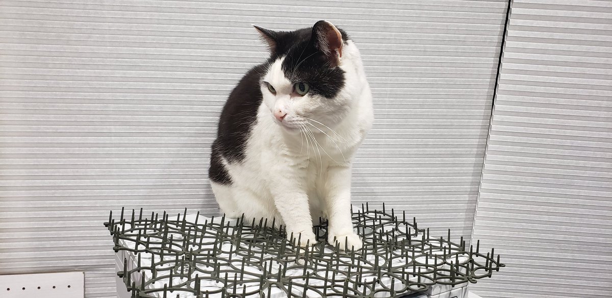 プリンターの上に猫が乗っかるのを防ぐために猫避けのトゲトゲ置きました!!効果バッチリ!!! 