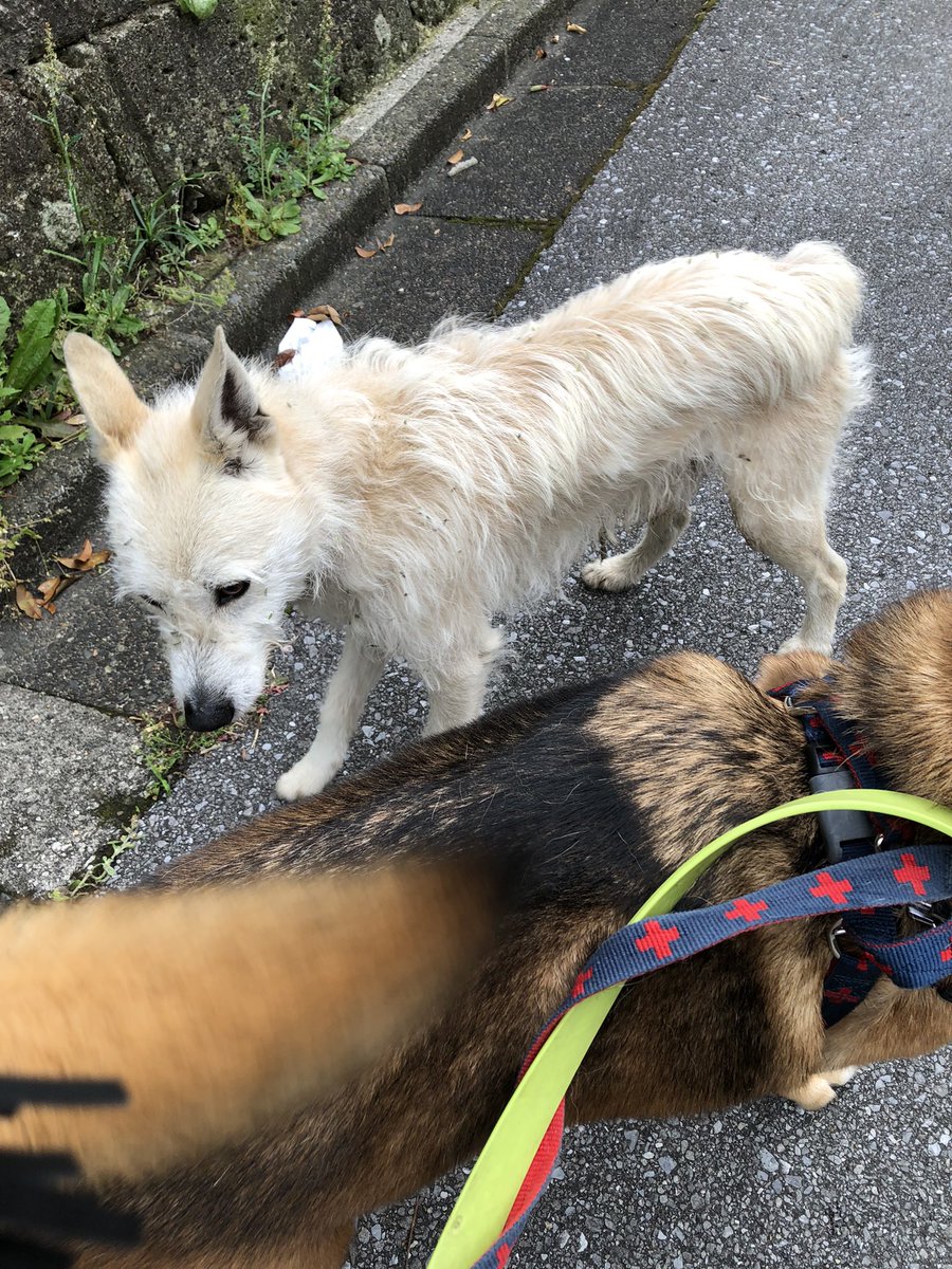 我が家の現状では2頭は飼えない