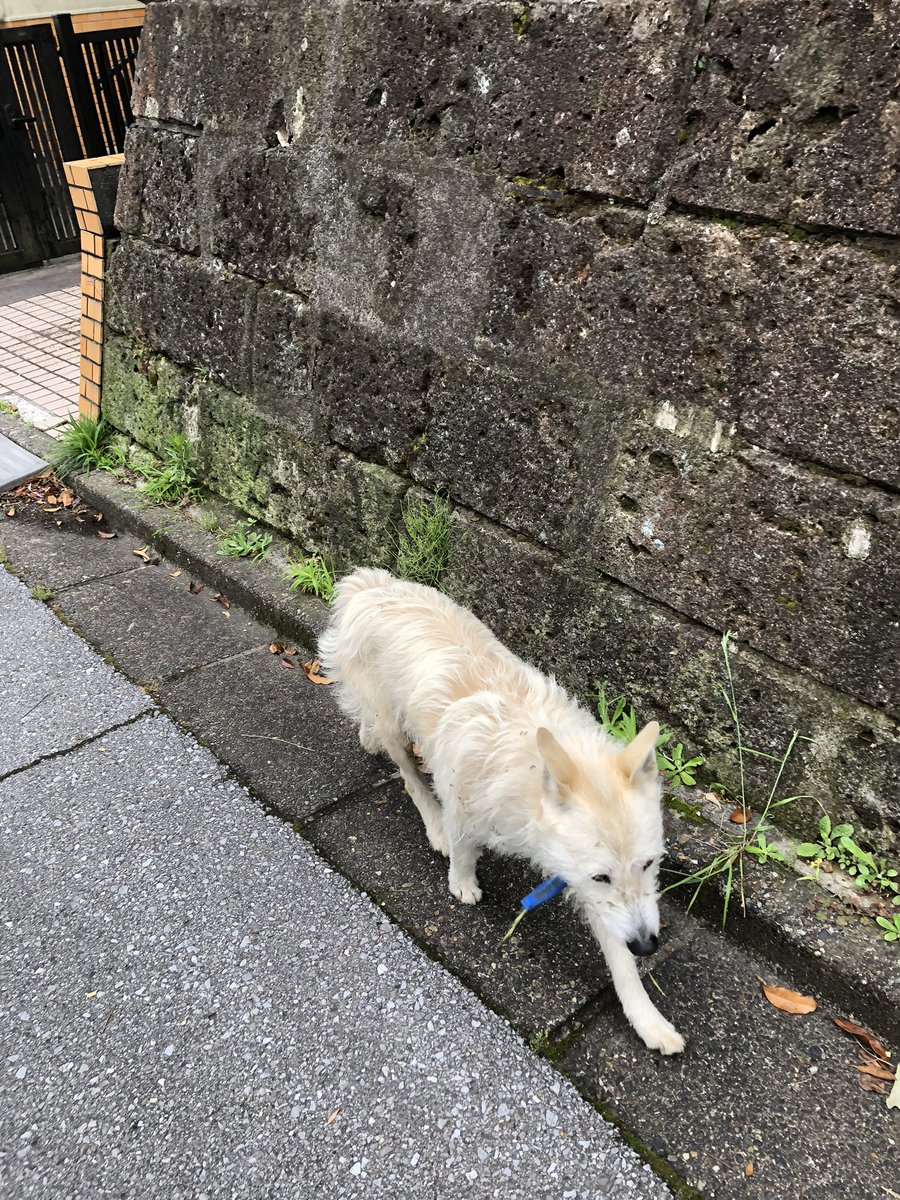 我が家の現状では2頭は飼えない