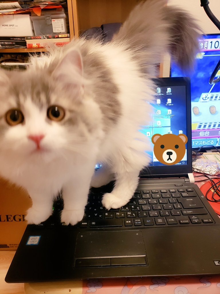 ちょっとマジで猫飼ってて、在宅勤務の人に聞きたい