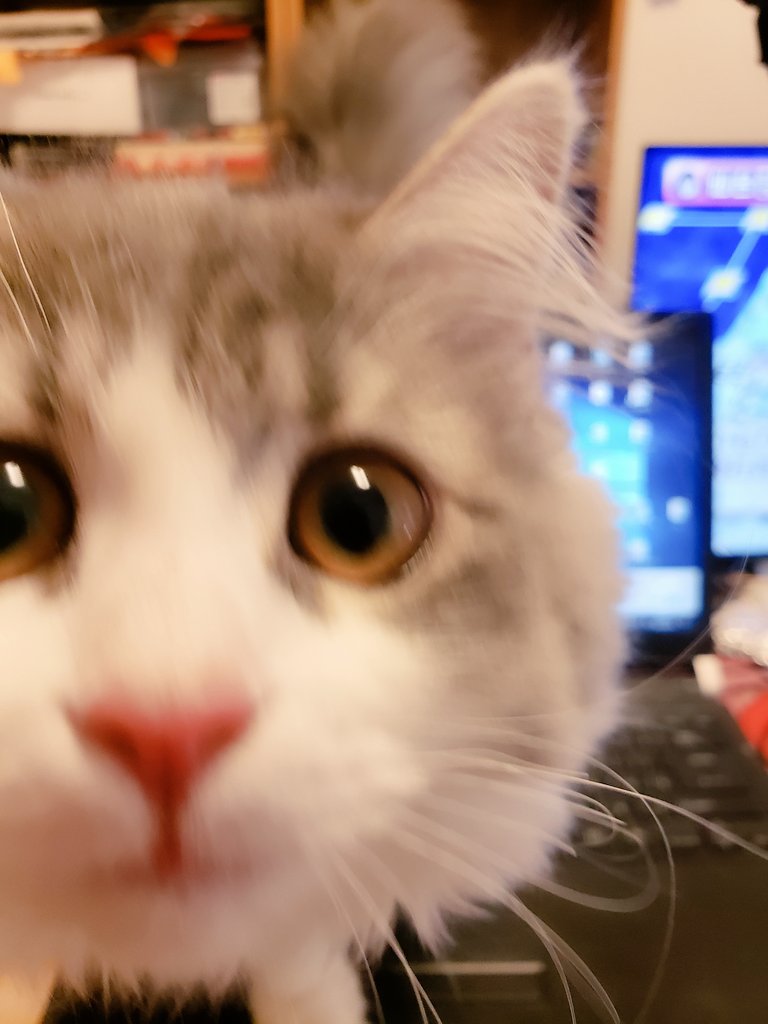 ちょっとマジで猫飼ってて、在宅勤務の人に聞きたい