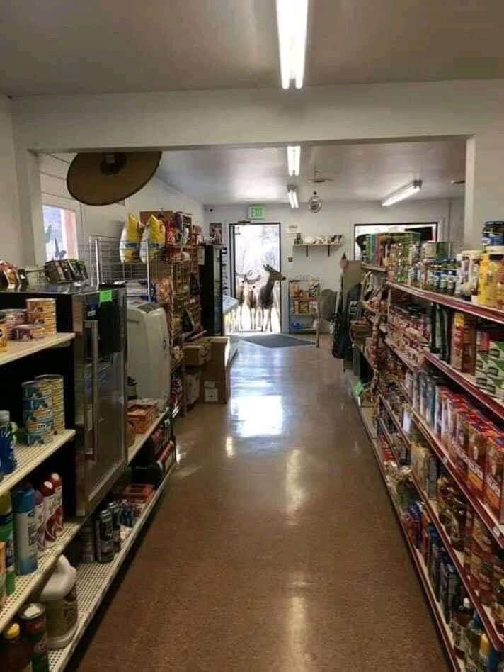 一頭のシカがコロラド州の店に入ってきて、店主がチョコレートチップクッキーをいくつかあげたらシカは店を出て30分後に家族全員でやって来ちゃった話が個人的に1番好き
