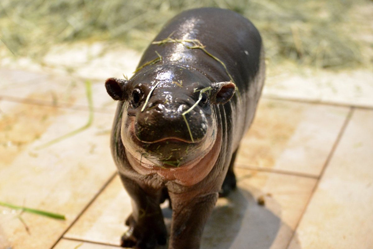 ミニカバの赤ちゃん、いつでもちょっと草ついてるところが一番かわいいな 