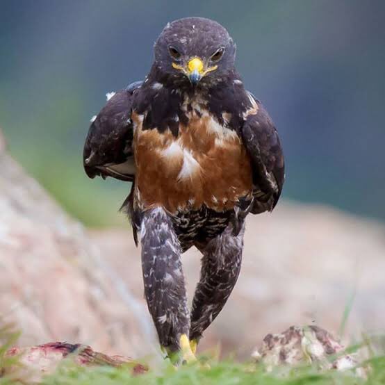 鷹や鷲が歩いてくるとこすごい怖くて、なぜか今からメッチャ怒られる気がしてしまう 