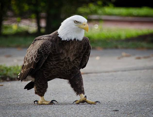 鷹や鷲が歩いてくるとこすごい怖くて、なぜか今からメッチャ怒られる気がしてしまう 