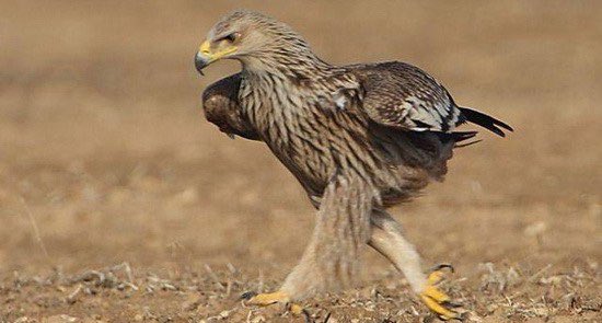 鷹や鷲が歩いてくるとこすごい怖くて、なぜか今からメッチャ怒られる気がしてしまう 