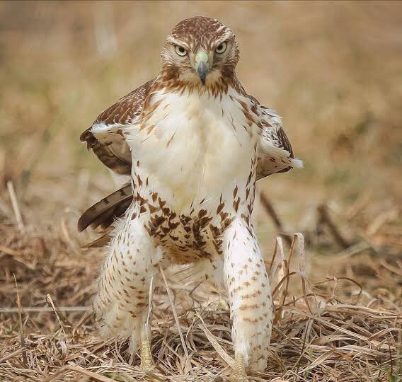 鷹や鷲が歩いてくるとこすごい怖くて、なぜか今からメッチャ怒られる気がしてしまう 