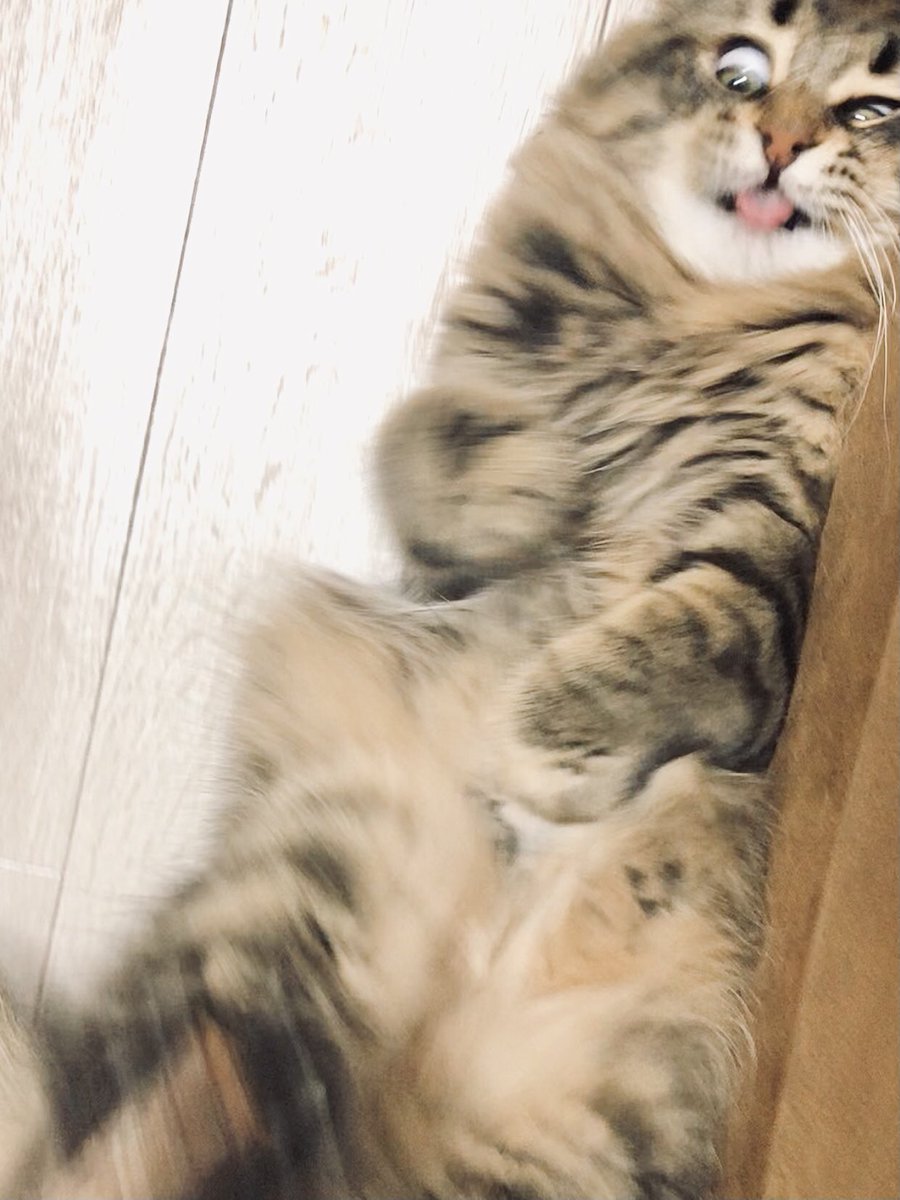 約1ヶ月ぶりのマタタビに最高潮のガンギマリを見せたネコ 