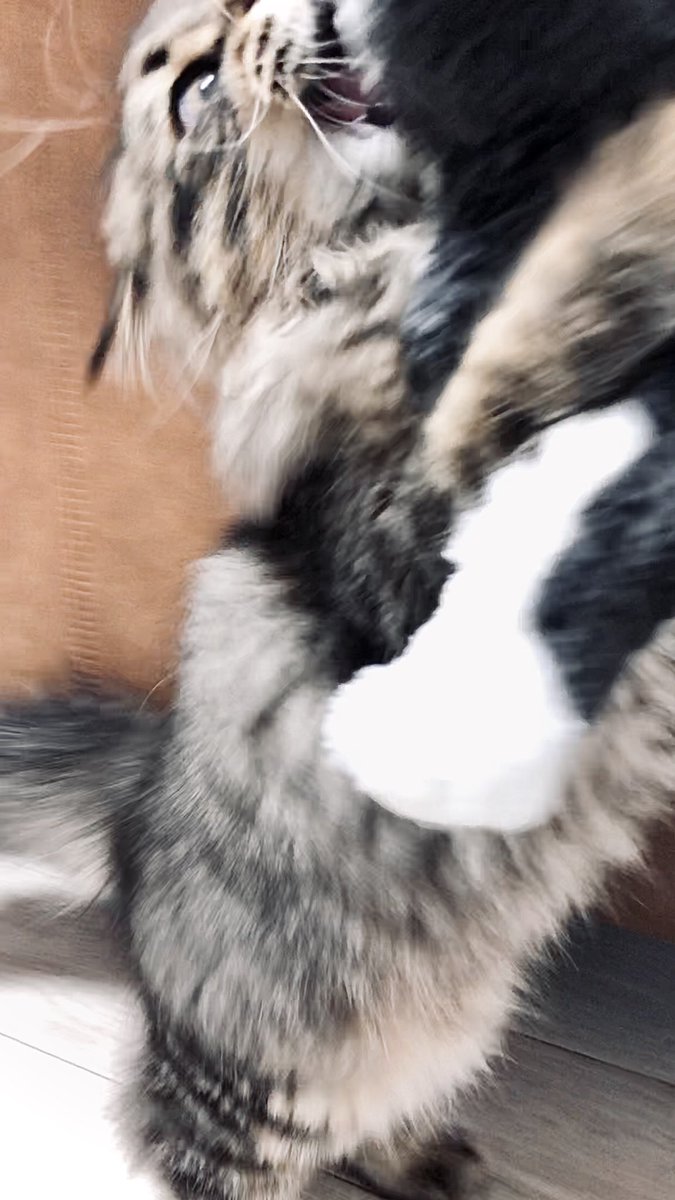 ぬいぐるみを貰ってテンションぶち上げのネコ 