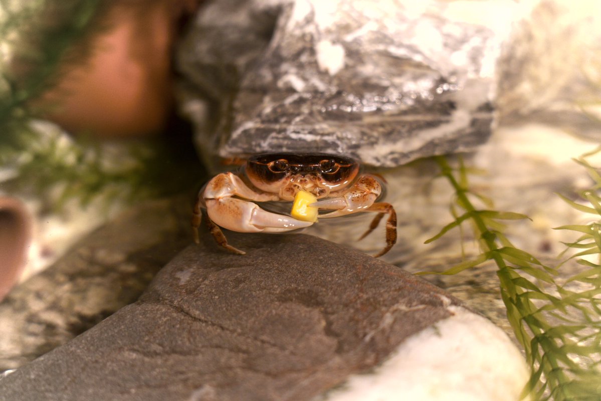 スーパーで売ってたサワガニを飼い始めたら、思ってた以上にかわいい🦀  #さわがにっき 