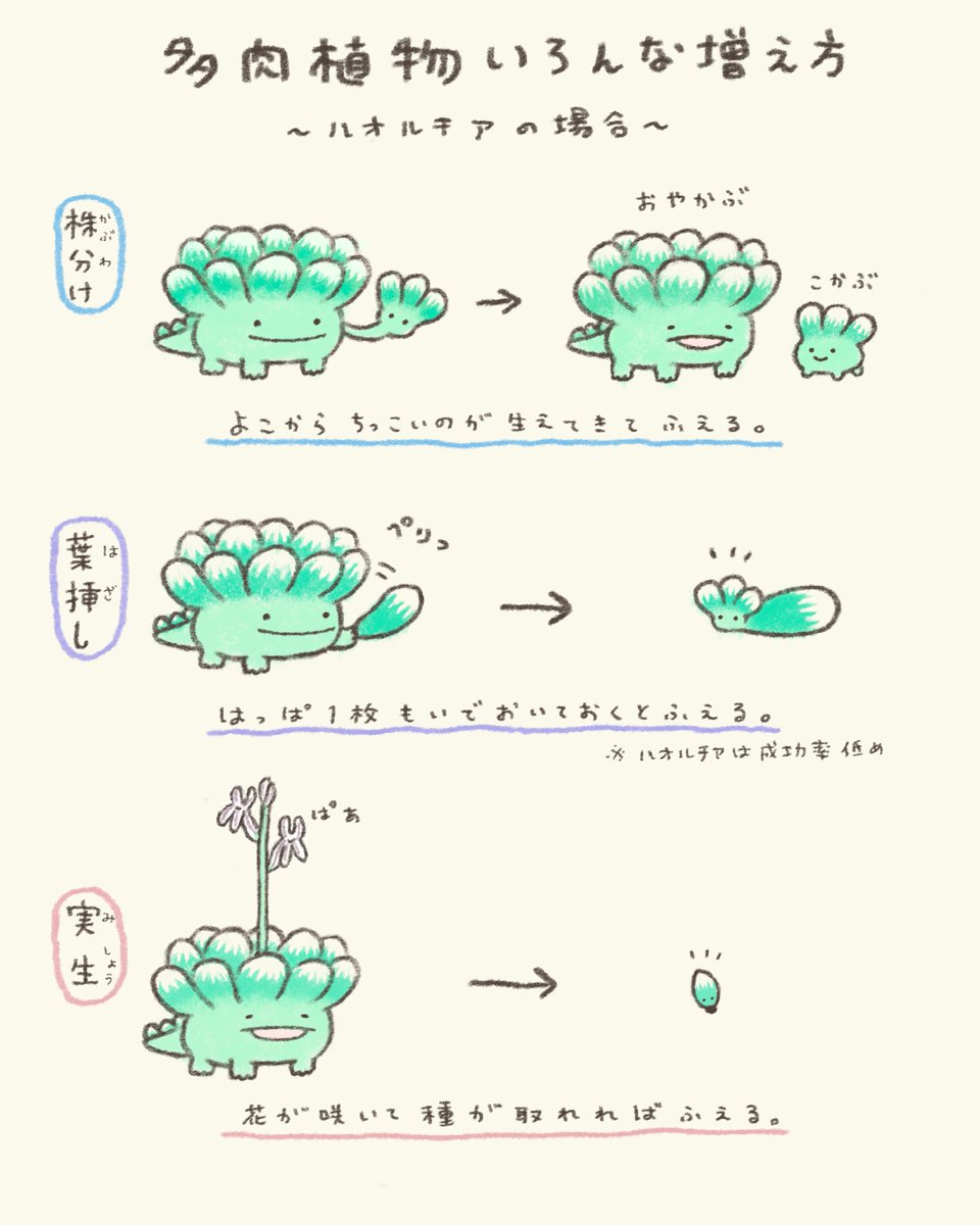 多肉植物、いろんな増え方があって楽しい🌵 