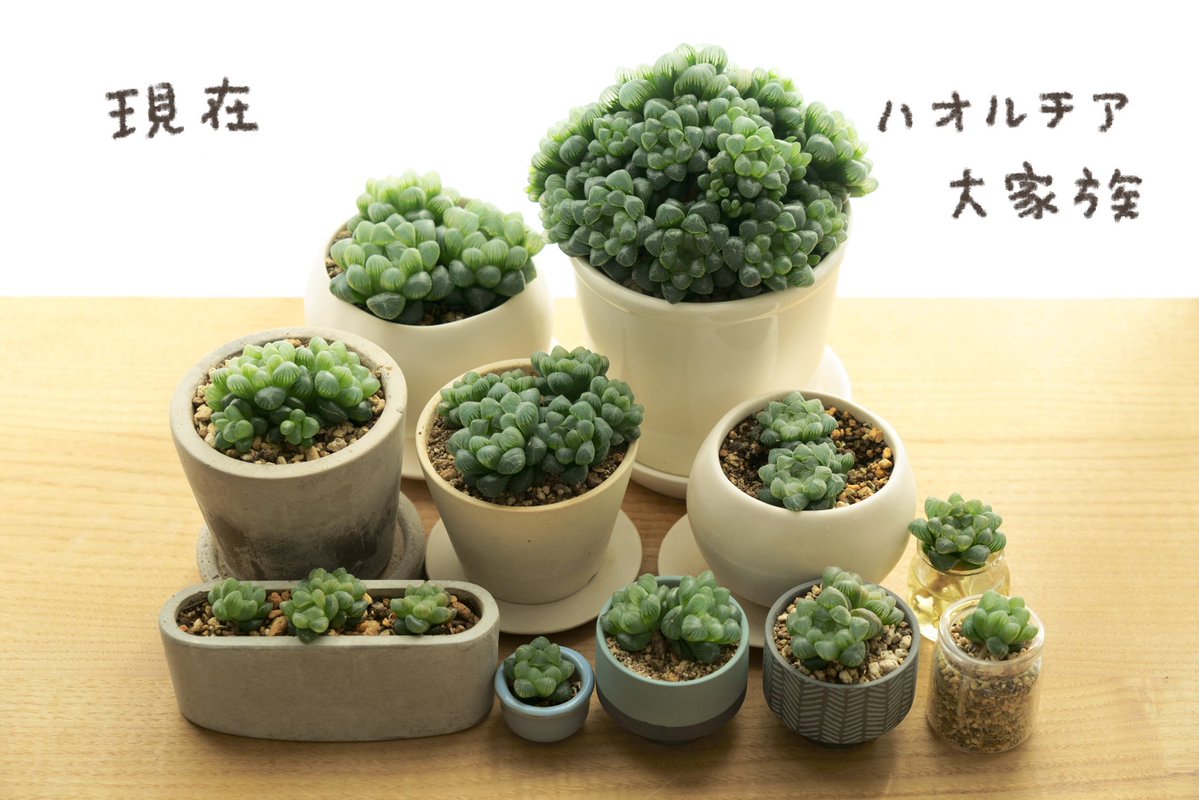 多肉植物、いろんな増え方があって楽しい🌵 