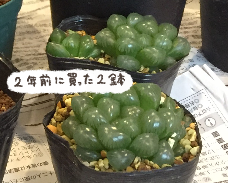 多肉植物、いろんな増え方があって楽しい🌵 