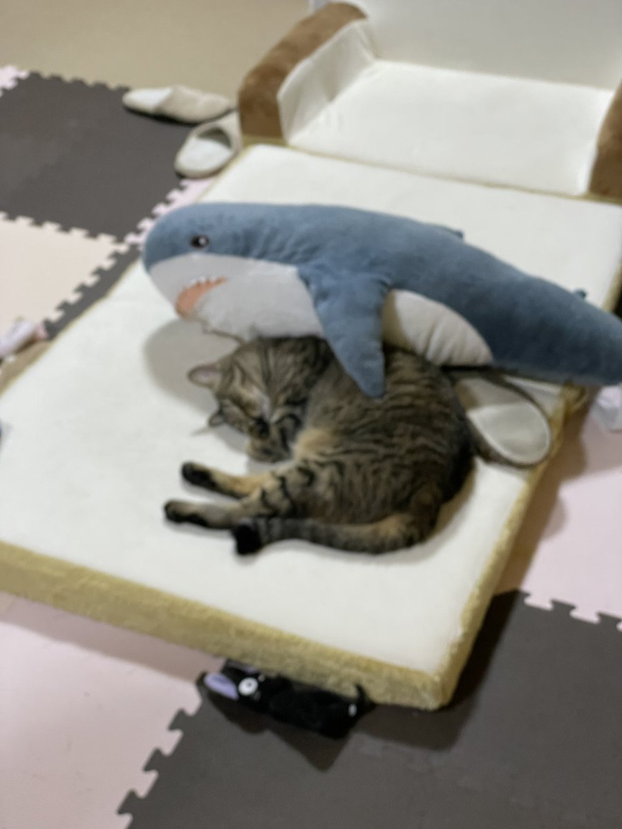 偶然サメに抱きしめられてたねこでもみろ 