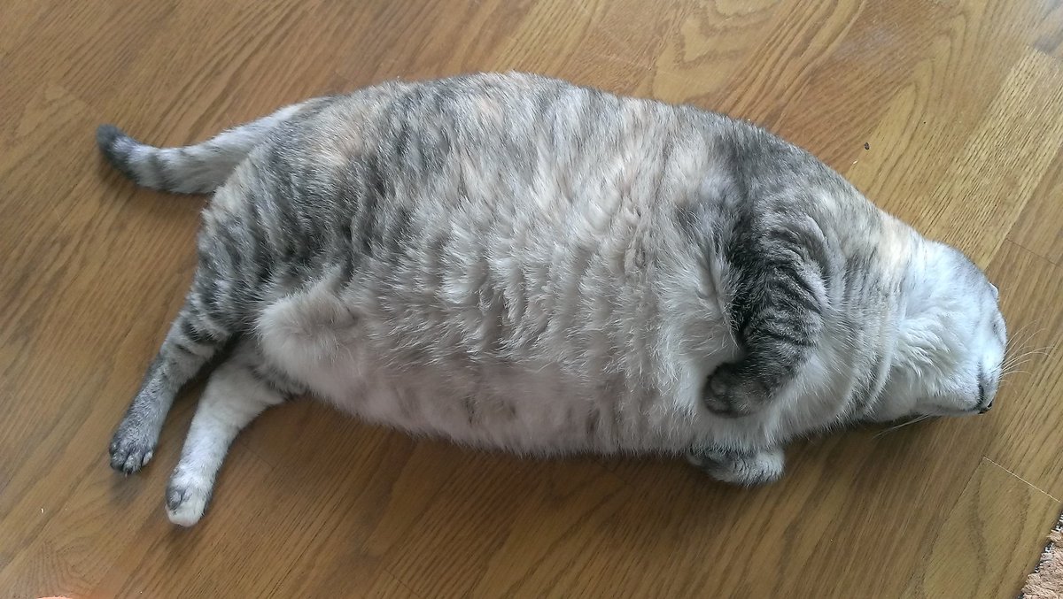 打ち上げられたアザラシ 