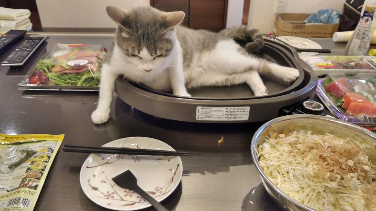 あああああああああああああああああい🐱　 #猫との暮らし #猫 