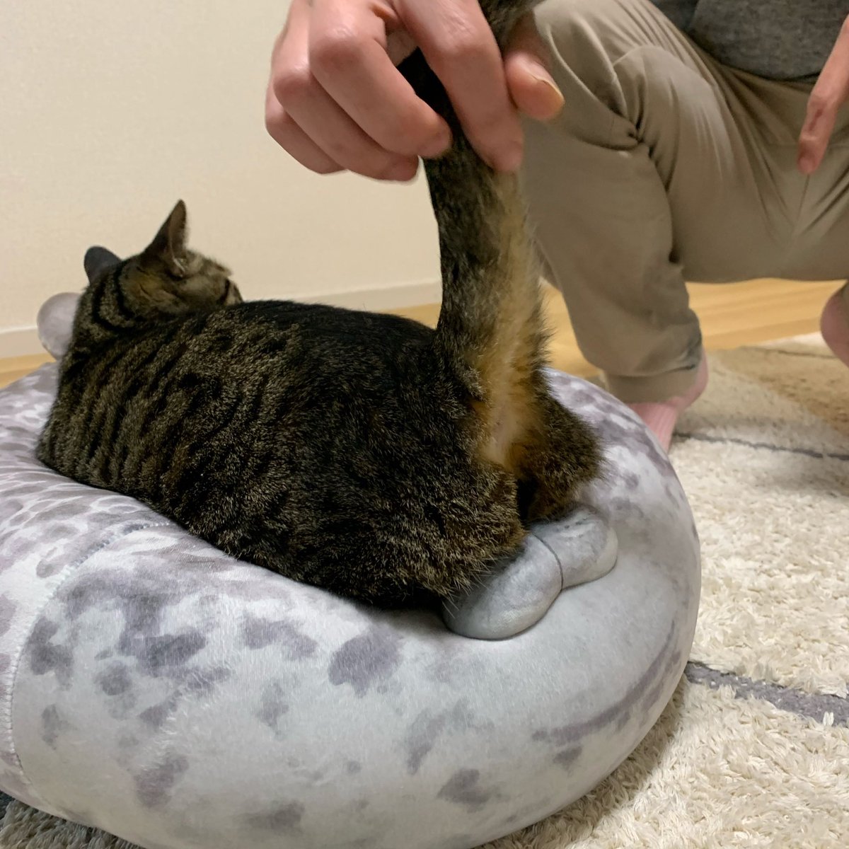 アザラシクッションの口を金玉みたいにしてお前……！ 