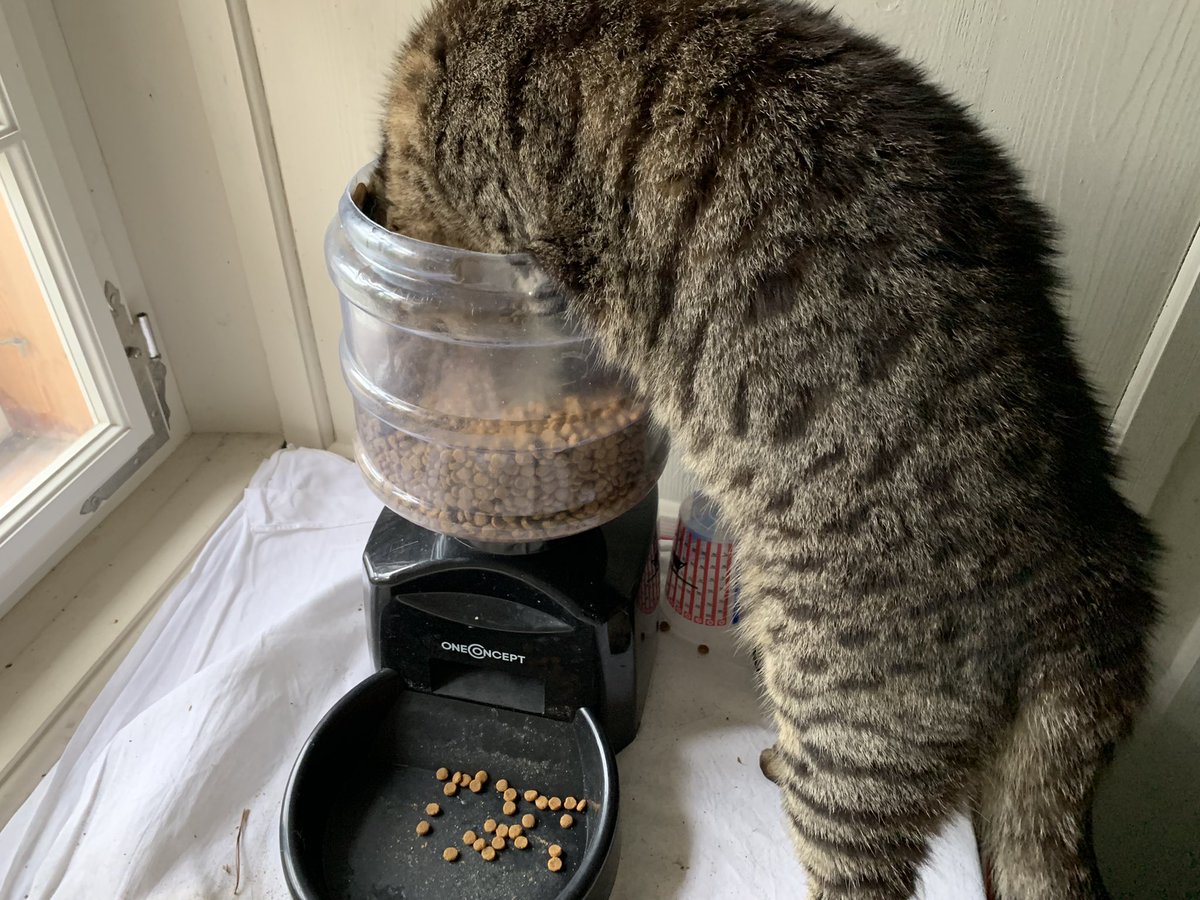 愛猫が突然死して泣き暮らしていたところ、その10日後から毎日知らない猫がやってくる